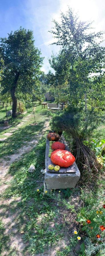 Patak Apartman, Diszel Tapolca Dış mekan fotoğraf